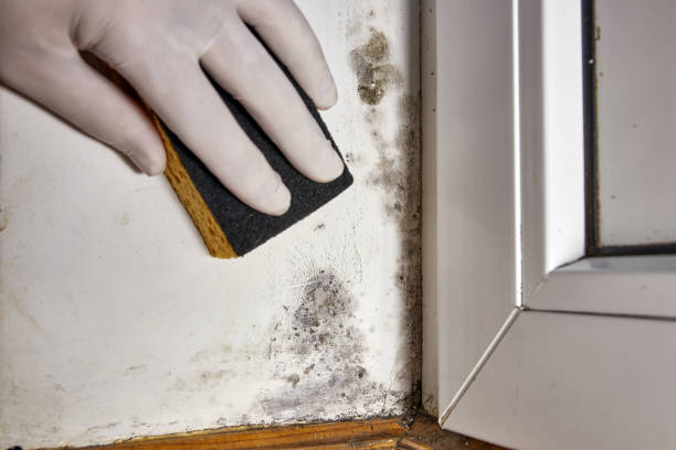 Best Black Mold Removal  in Berryville, TX